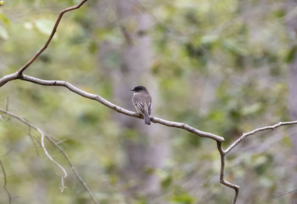 Eastern Phoebe - ML647249412