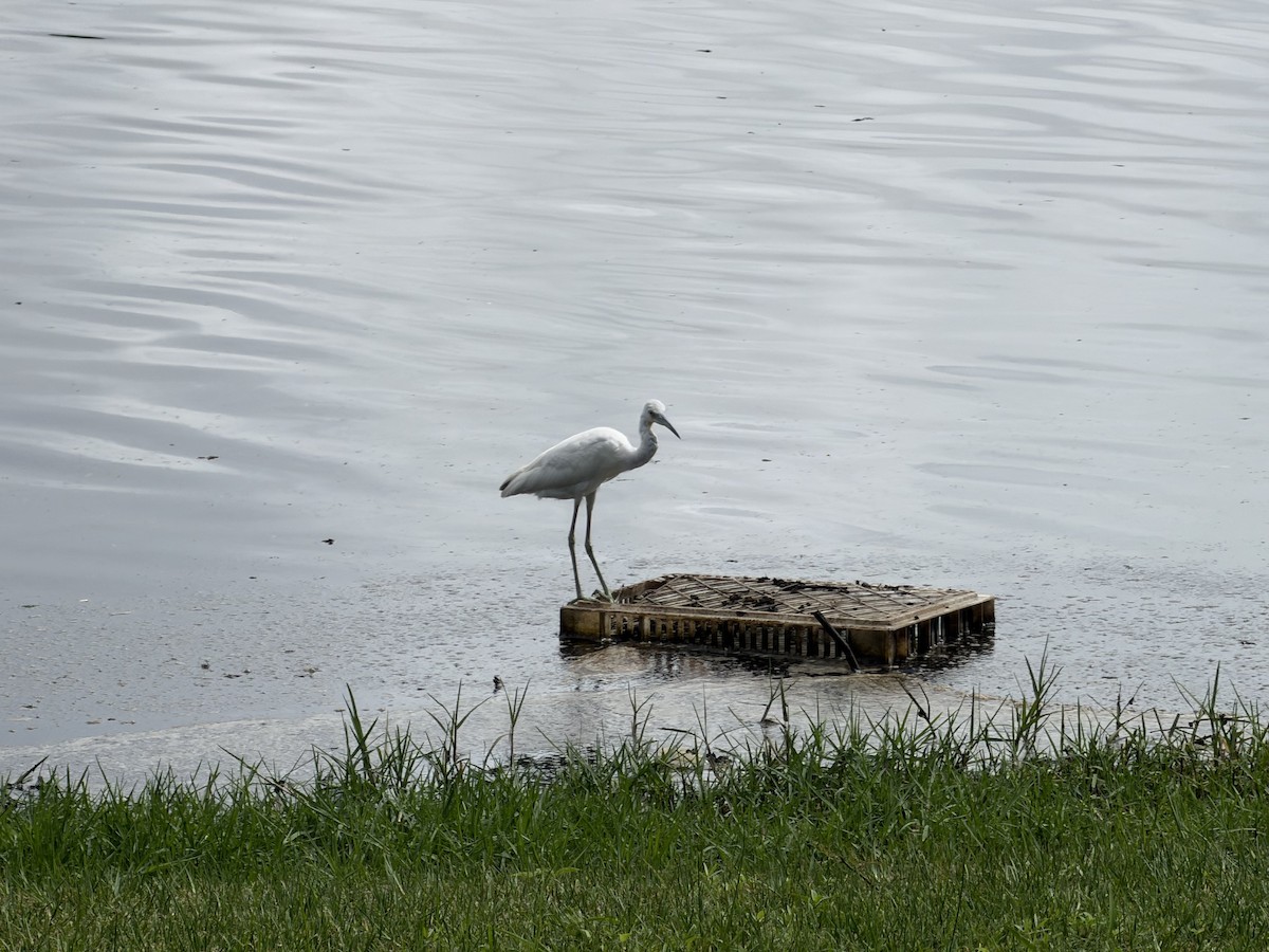 ユキコサギ - ML647249415