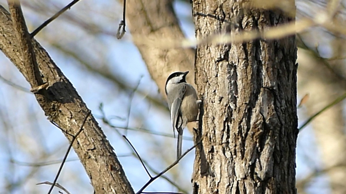 Каролинская гаичка - ML647249416