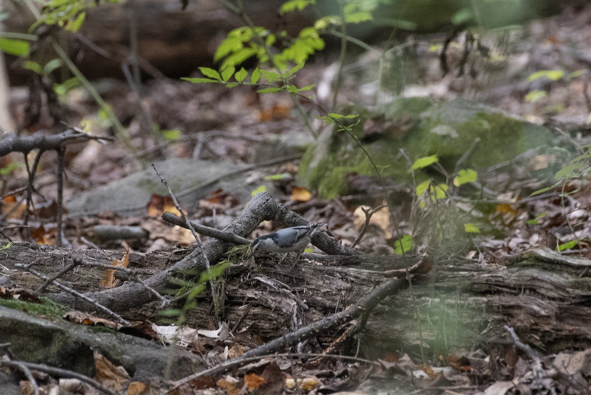 White-breasted Nuthatch - ML647249417