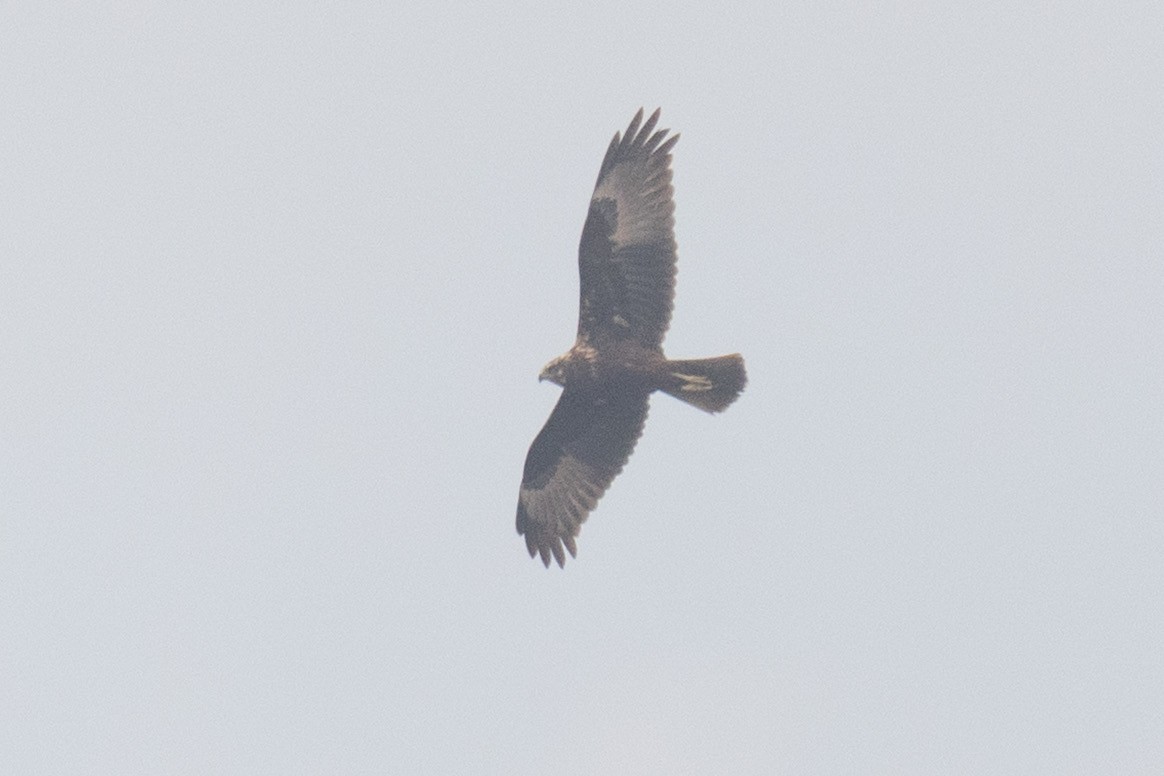 Eastern Marsh Harrier - ML647249418