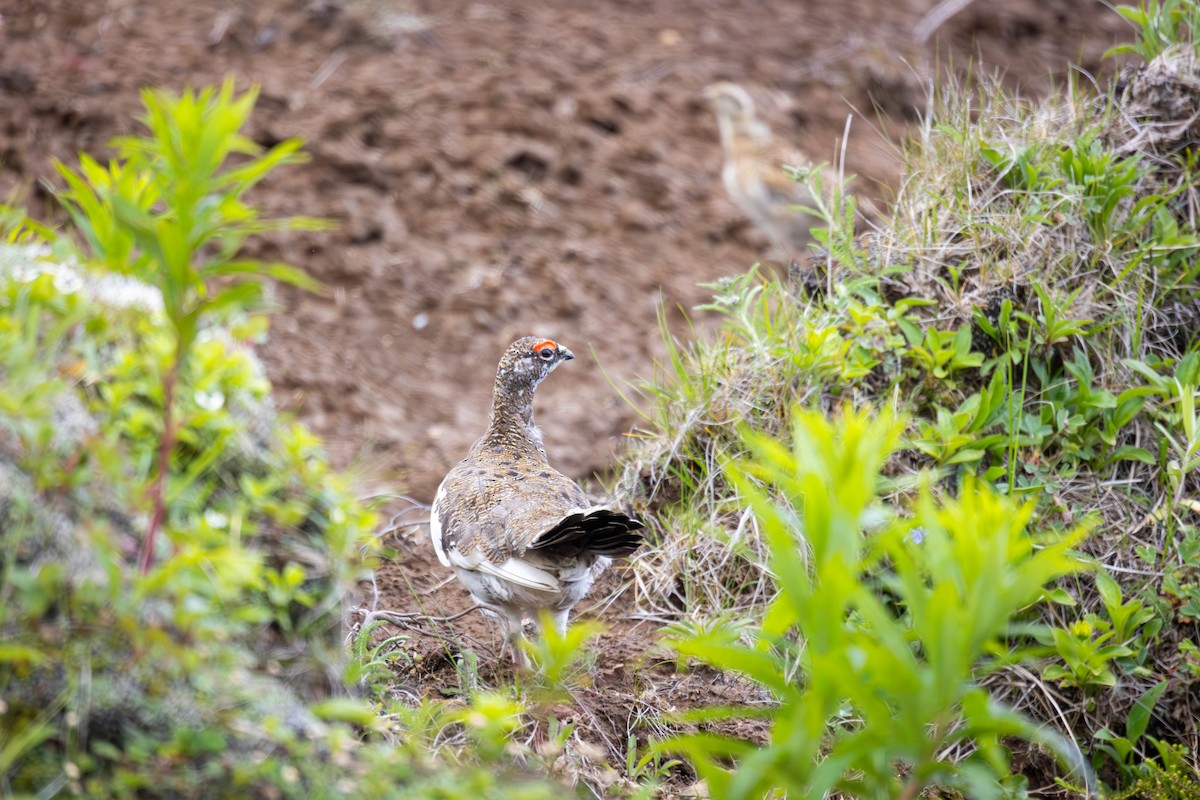 Тундровая куропатка - ML647249422