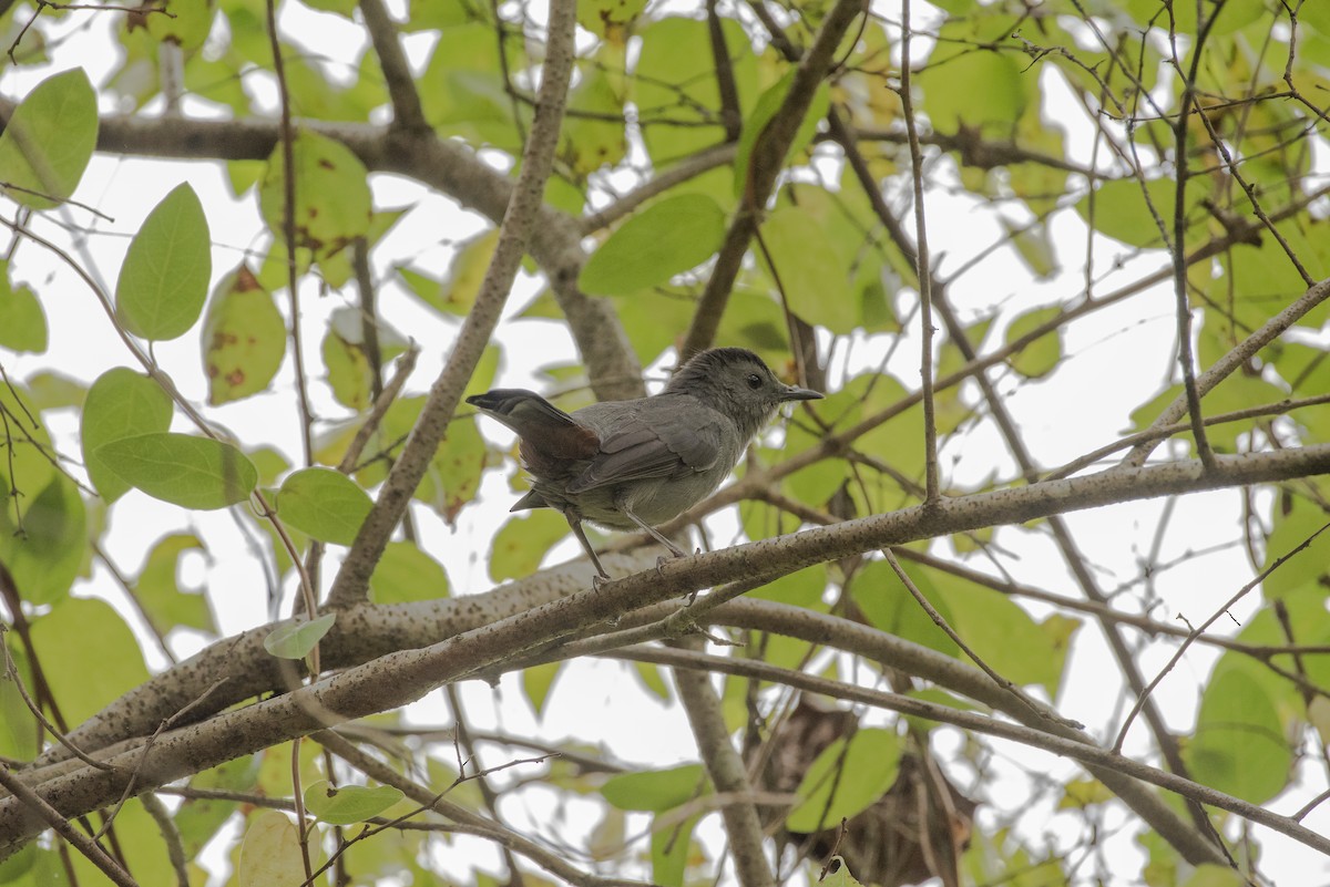 Gray Catbird - ML647249423