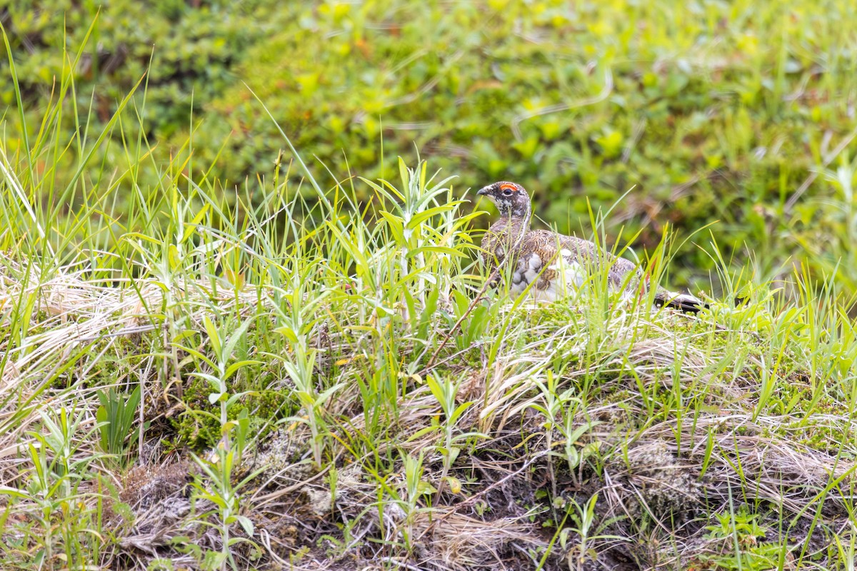 Тундровая куропатка - ML647249425