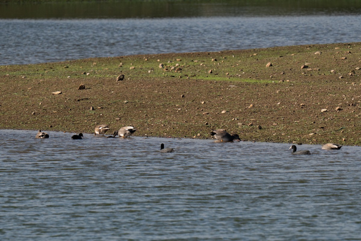 Gadwall - ML647249426