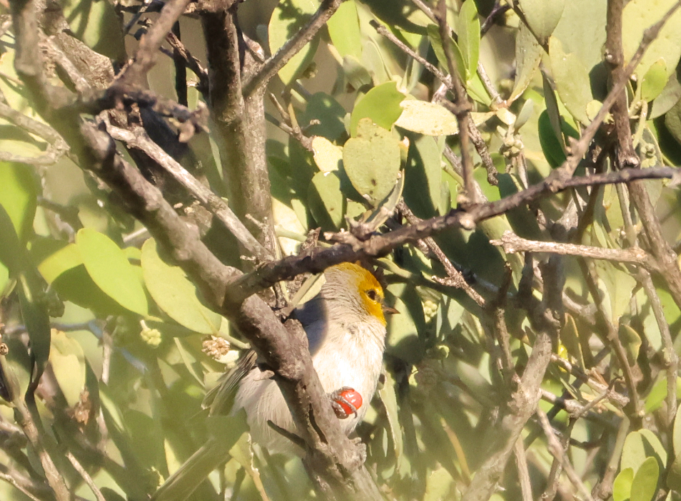 Verdin - ML647249427