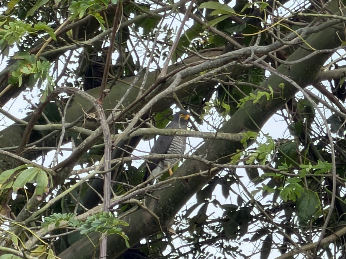 Roadside Hawk - ML647249429