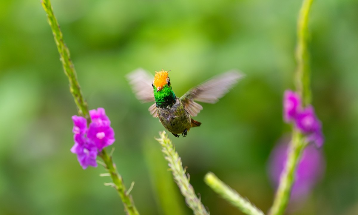 チャカザリハチドリ - ML647249430