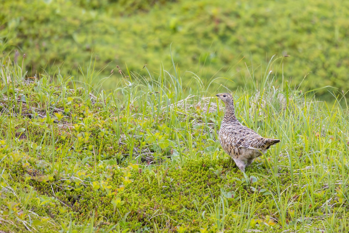 Тундровая куропатка - ML647249433