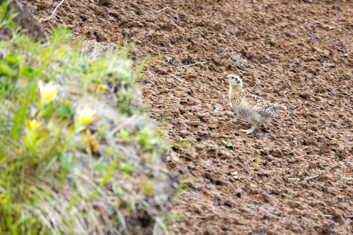 Тундровая куропатка - ML647249436