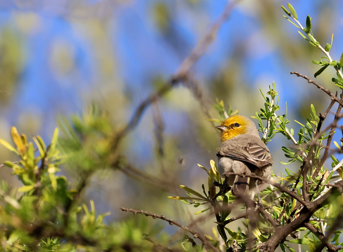 Verdin - ML647249437