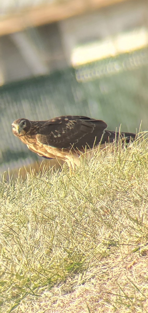 Northern Harrier - ML647249438