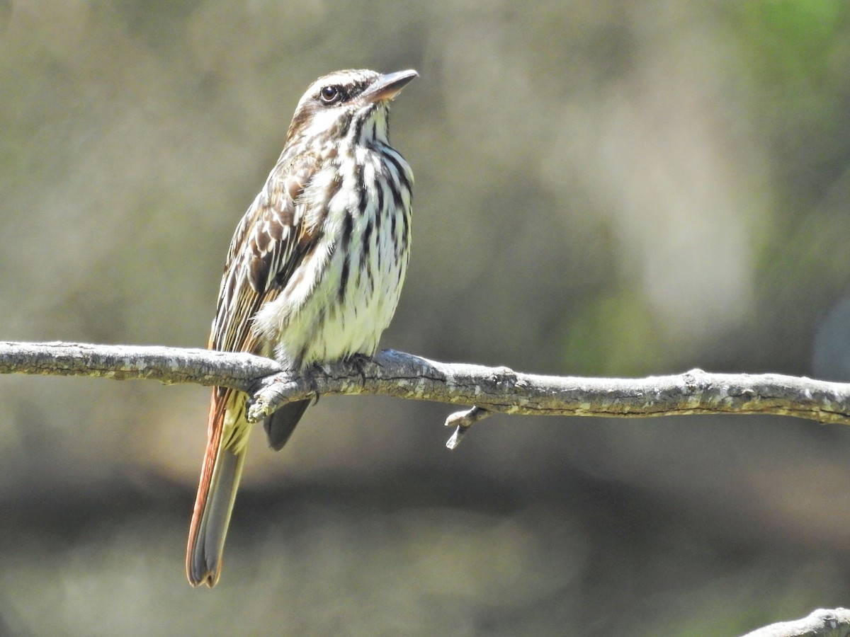 Streaked Flycatcher - ML647249441