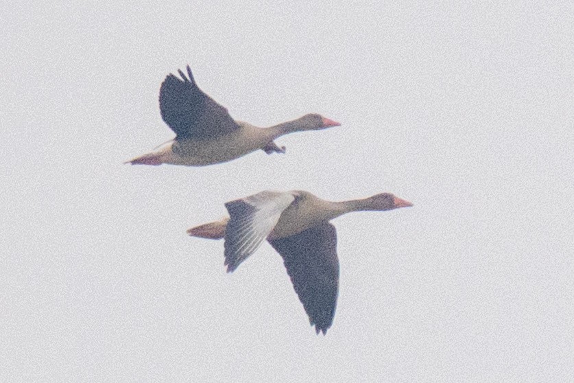 husa velká - ML647249443