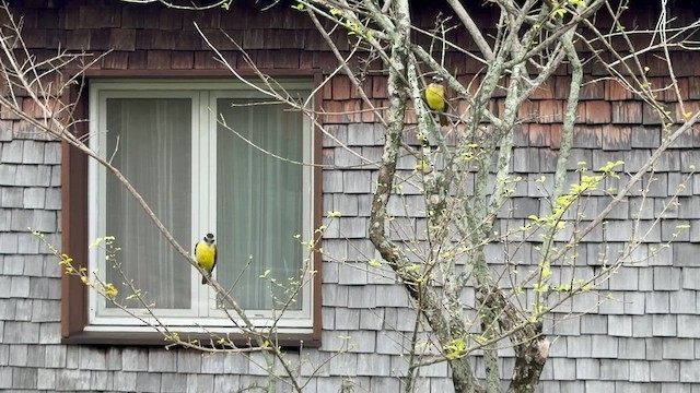 Great Kiskadee - ML647249444