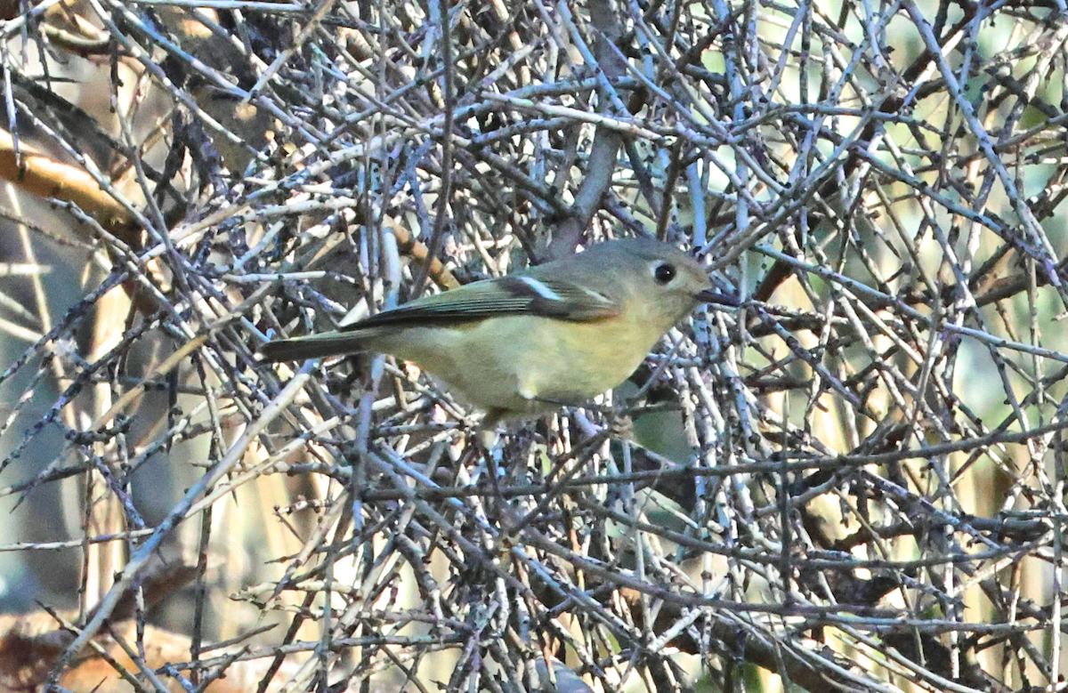 Ruby-crowned Kinglet - ML647249445