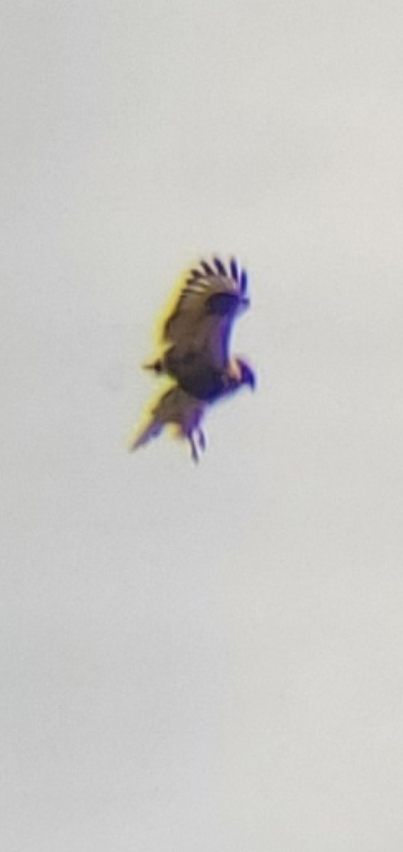 Rough-legged Hawk - ML647249447