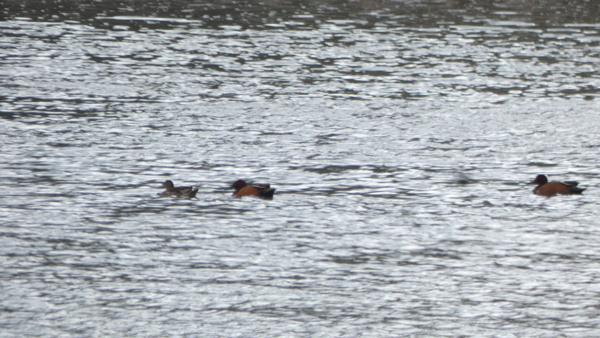 Cinnamon Teal - ML647249448