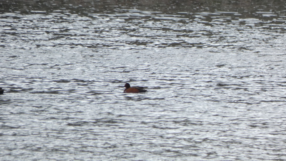 Cinnamon Teal - ML647249451