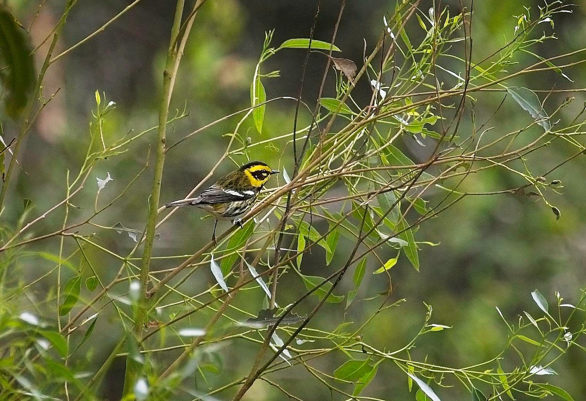 Townsend's Warbler - ML647249458