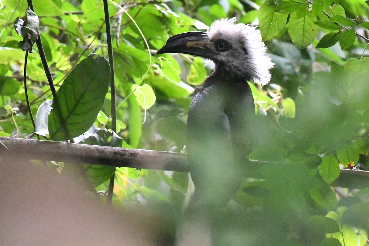 Western Long-tailed Hornbill - ML647249463