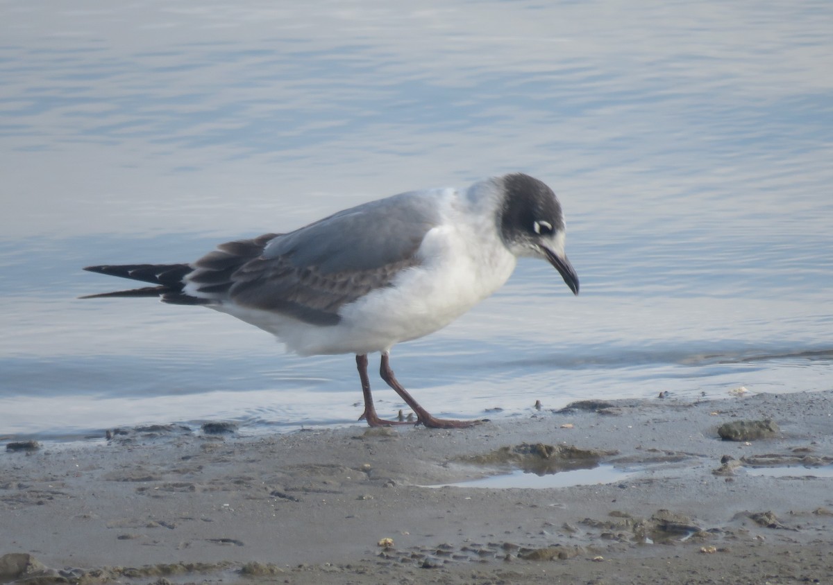 Maskeli Martı - ML647249465