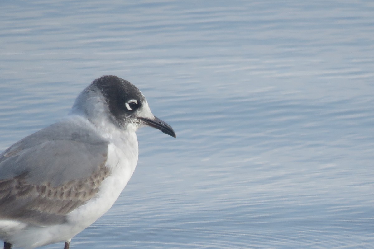 Maskeli Martı - ML647249466