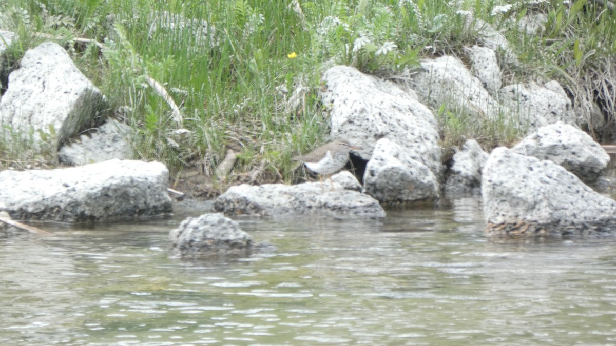 Benekli Düdükçün - ML647249471