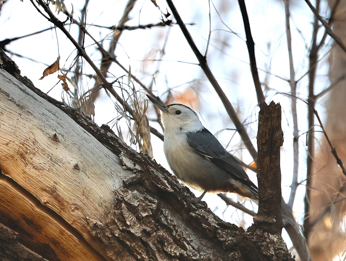 White-breasted Nuthatch - ML647249472