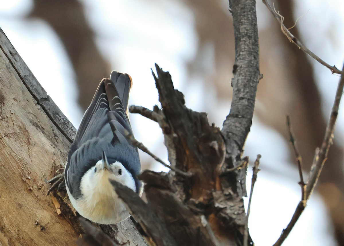 White-breasted Nuthatch - ML647249473