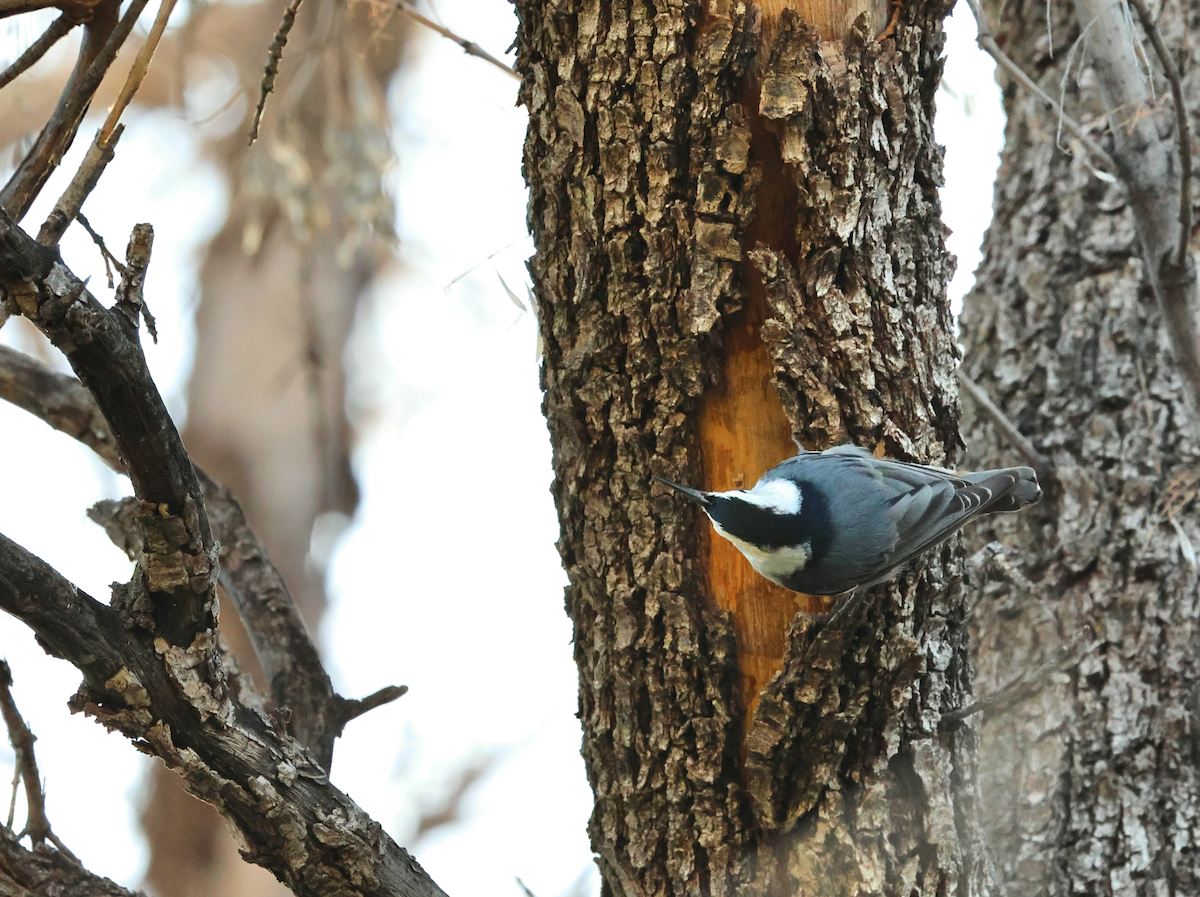 White-breasted Nuthatch - ML647249474
