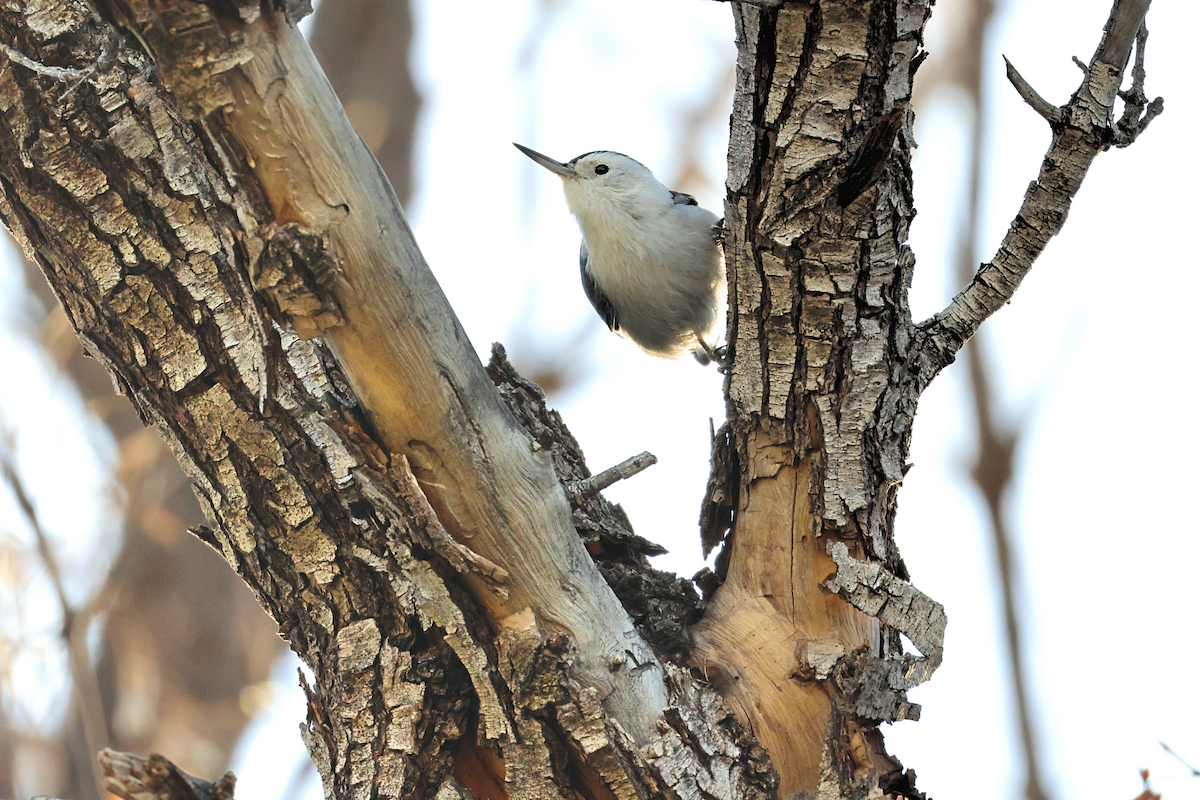 White-breasted Nuthatch - ML647249475