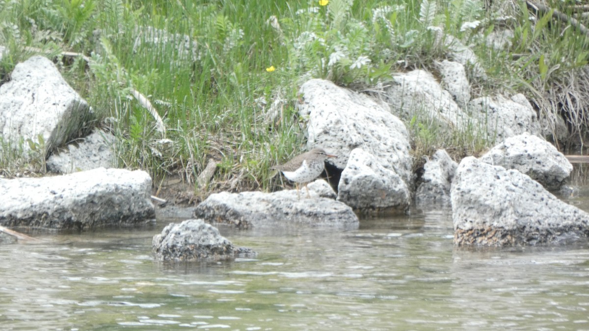 Benekli Düdükçün - ML647249477