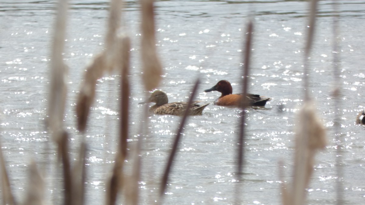 Cinnamon Teal - ML647249478