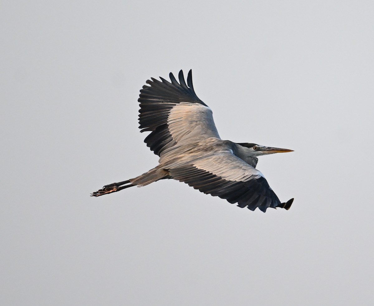 Gray Heron (Gray) - ML647249487