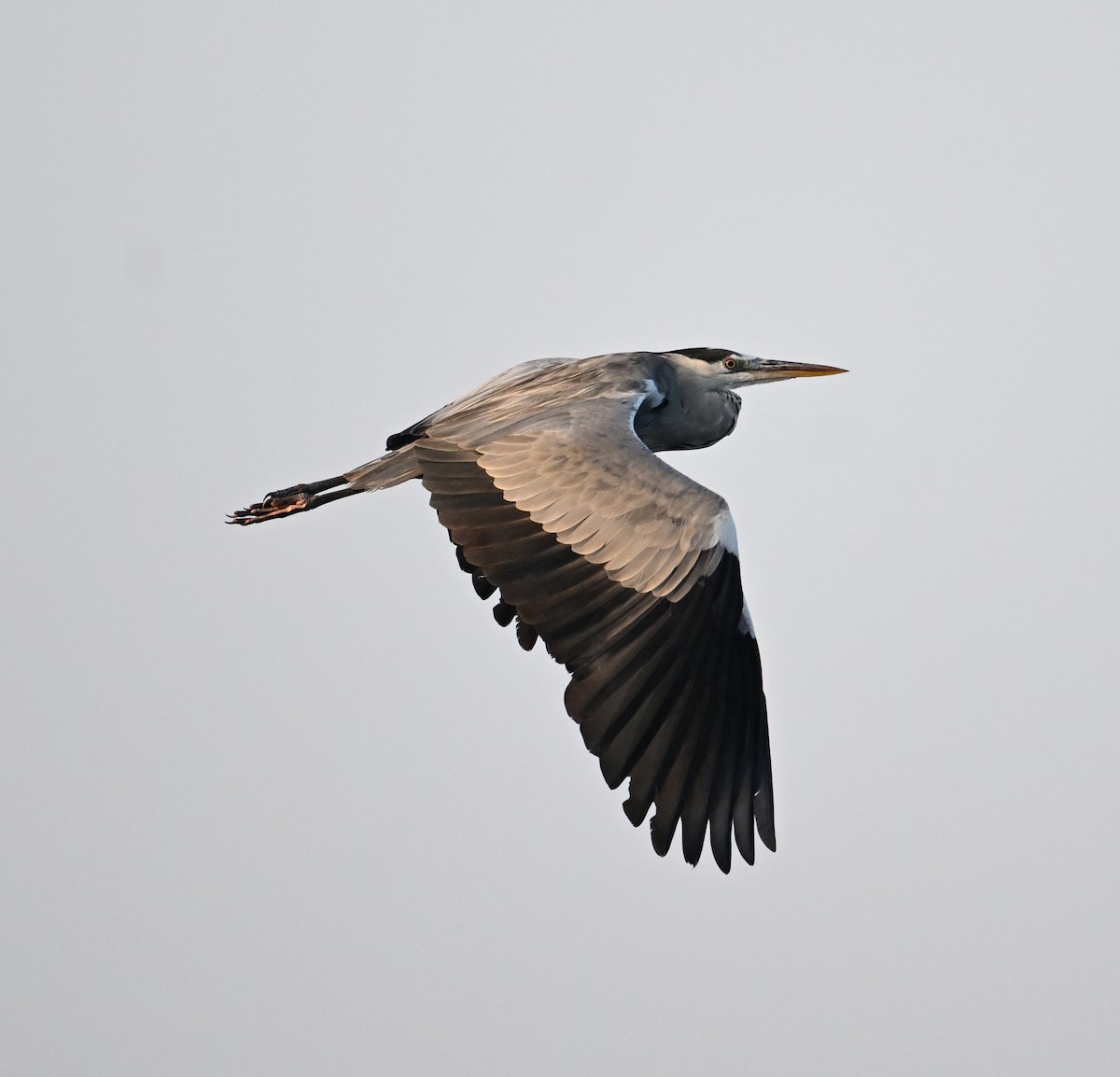 Gray Heron (Gray) - ML647249488