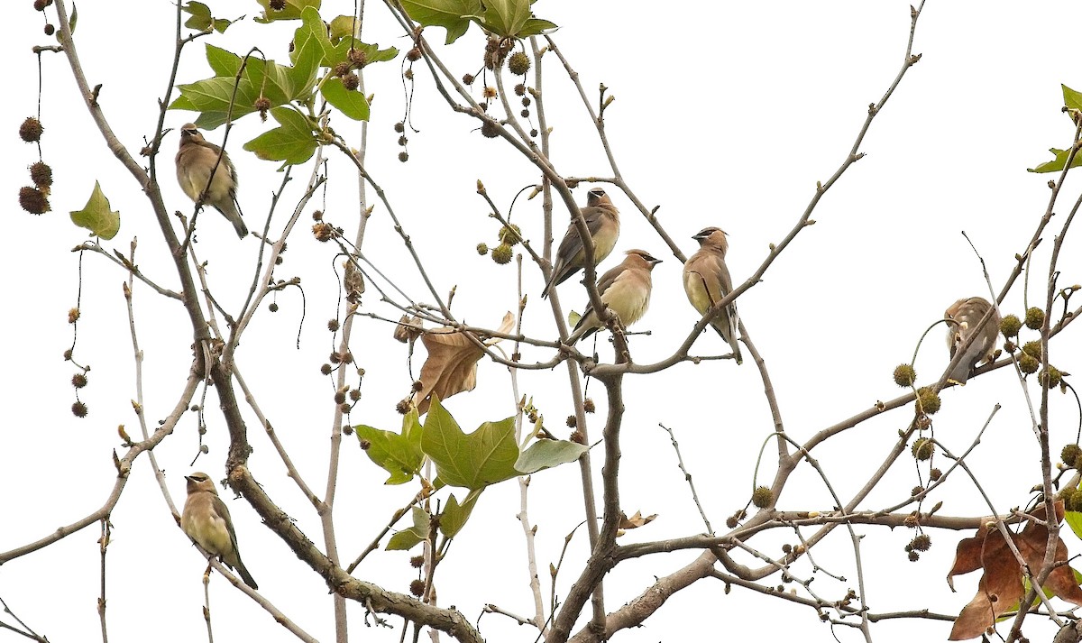 Cedar Waxwing - ML647249490