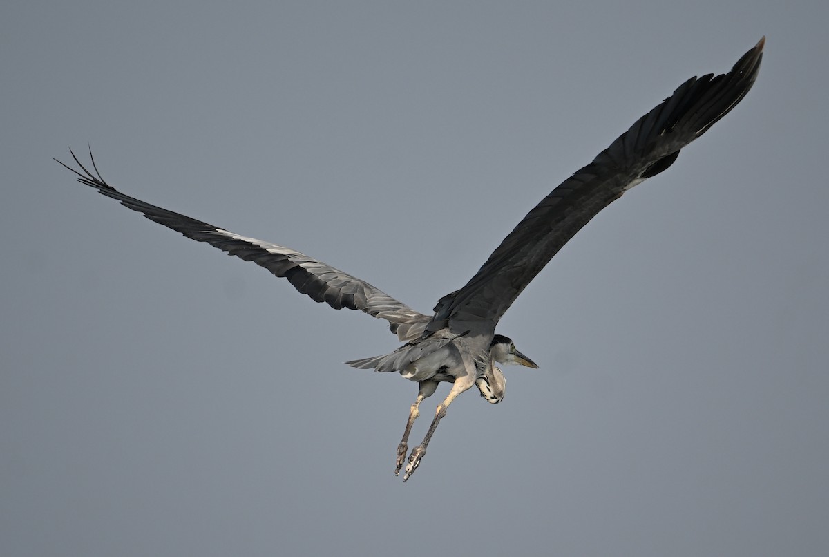 Gray Heron (Gray) - ML647249491