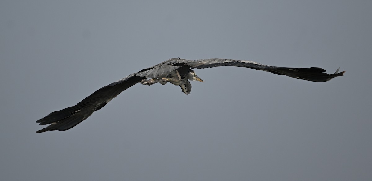 Gray Heron (Gray) - ML647249492