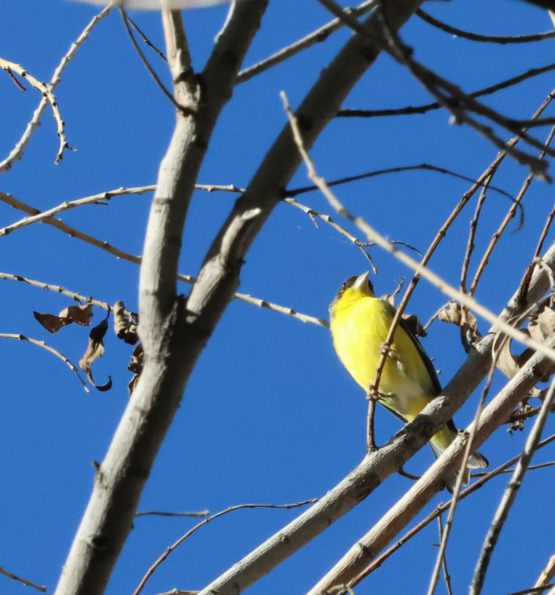 Lesser Goldfinch - ML647249496