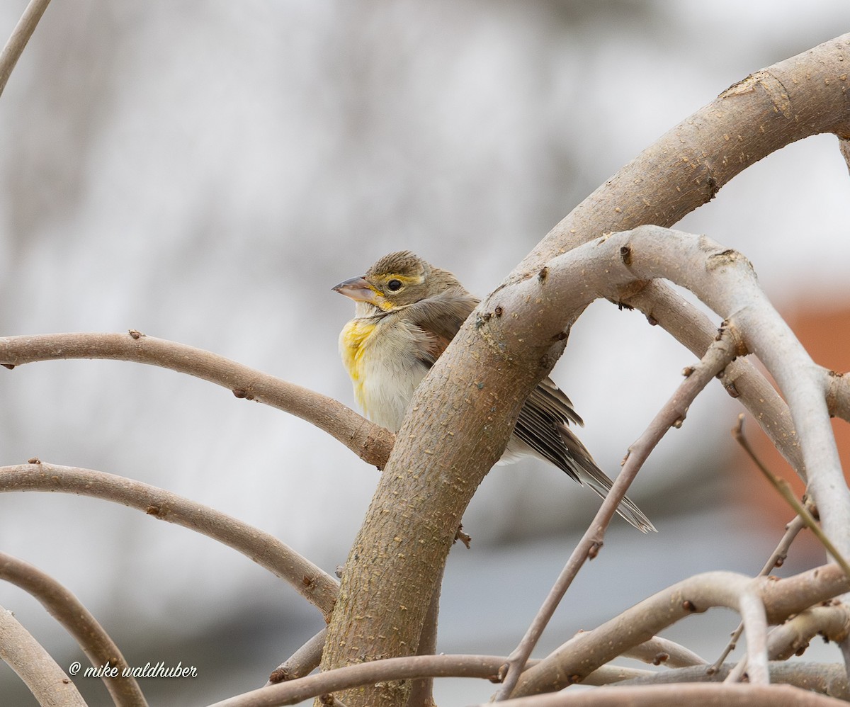 Овсянковый кардинальчик - ML647249498