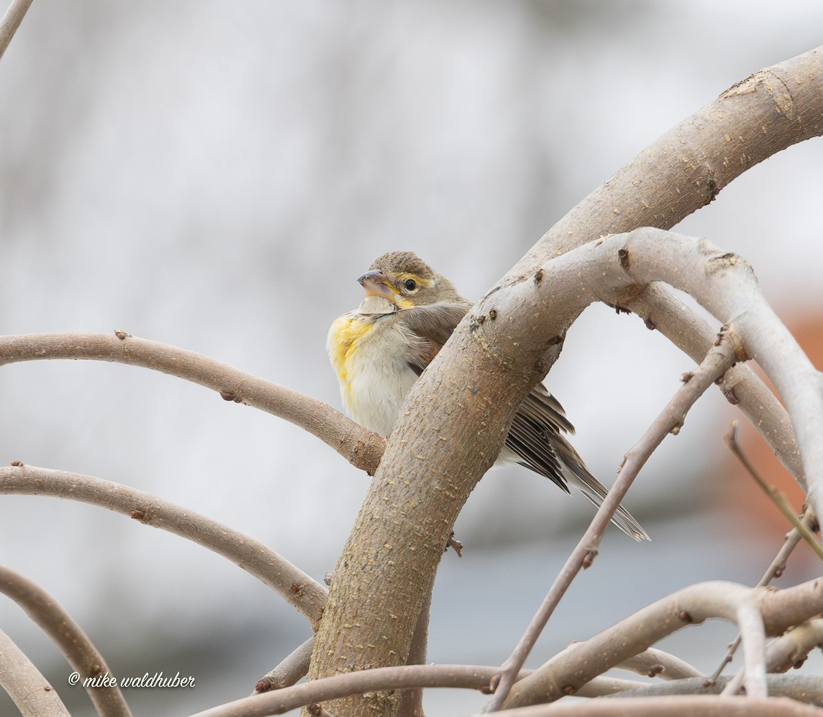 Овсянковый кардинальчик - ML647249499