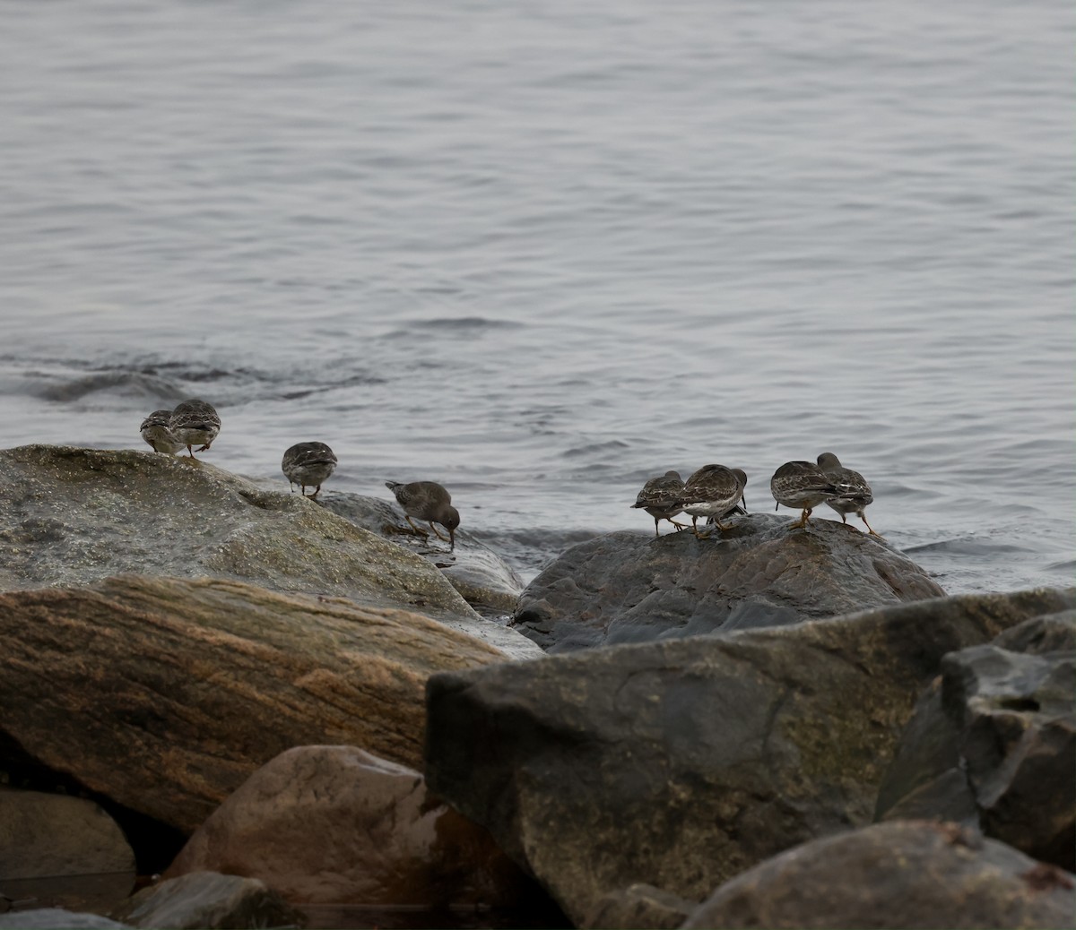 Purple Sandpiper - ML647249500