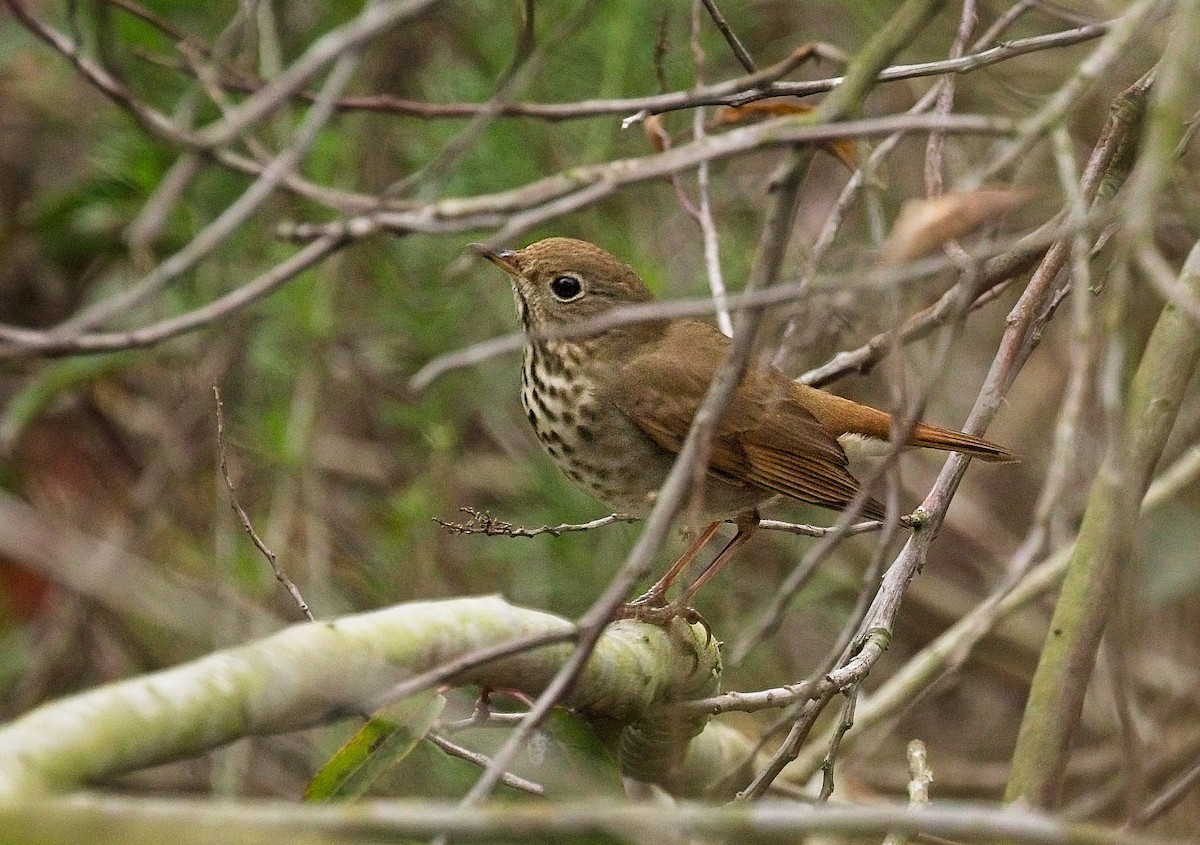 Hermit Thrush - ML647249507
