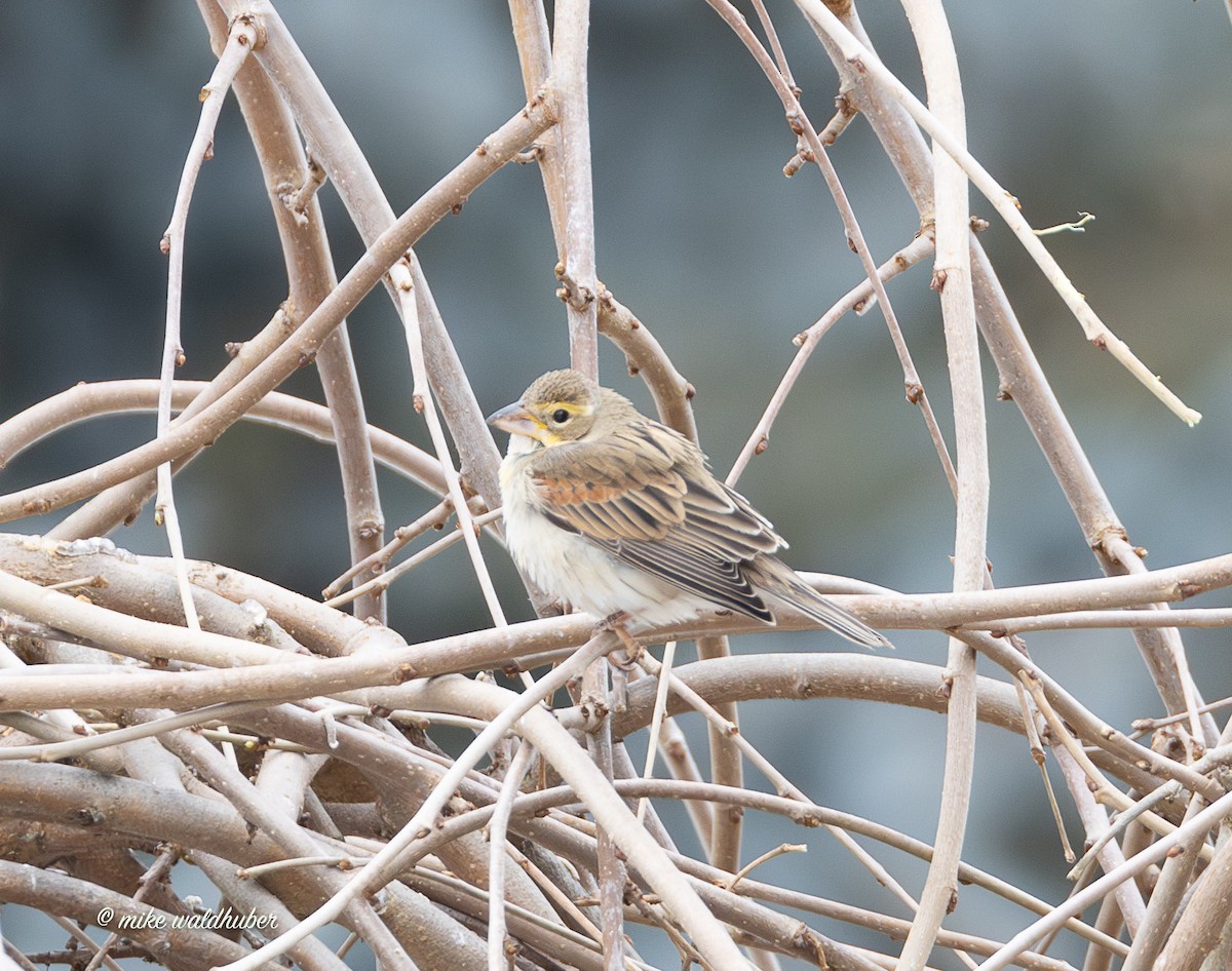 Овсянковый кардинальчик - ML647249508