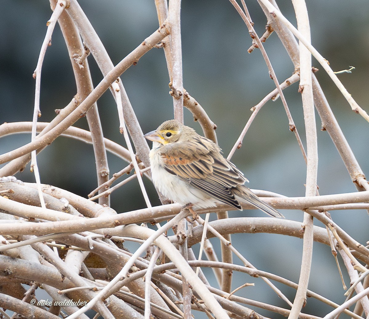 Овсянковый кардинальчик - ML647249509