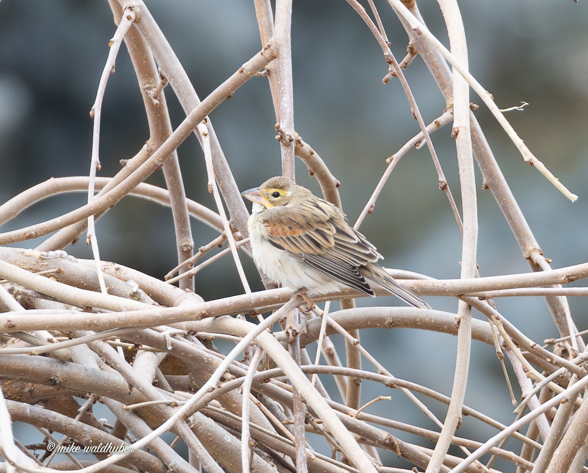 Овсянковый кардинальчик - ML647249510