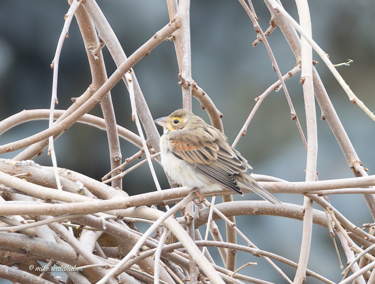 Овсянковый кардинальчик - ML647249511