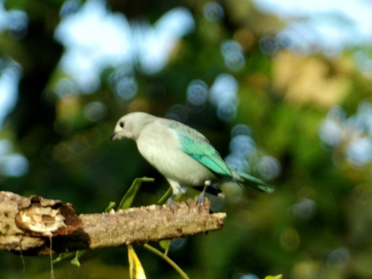 Blue-gray Tanager - ML647249523