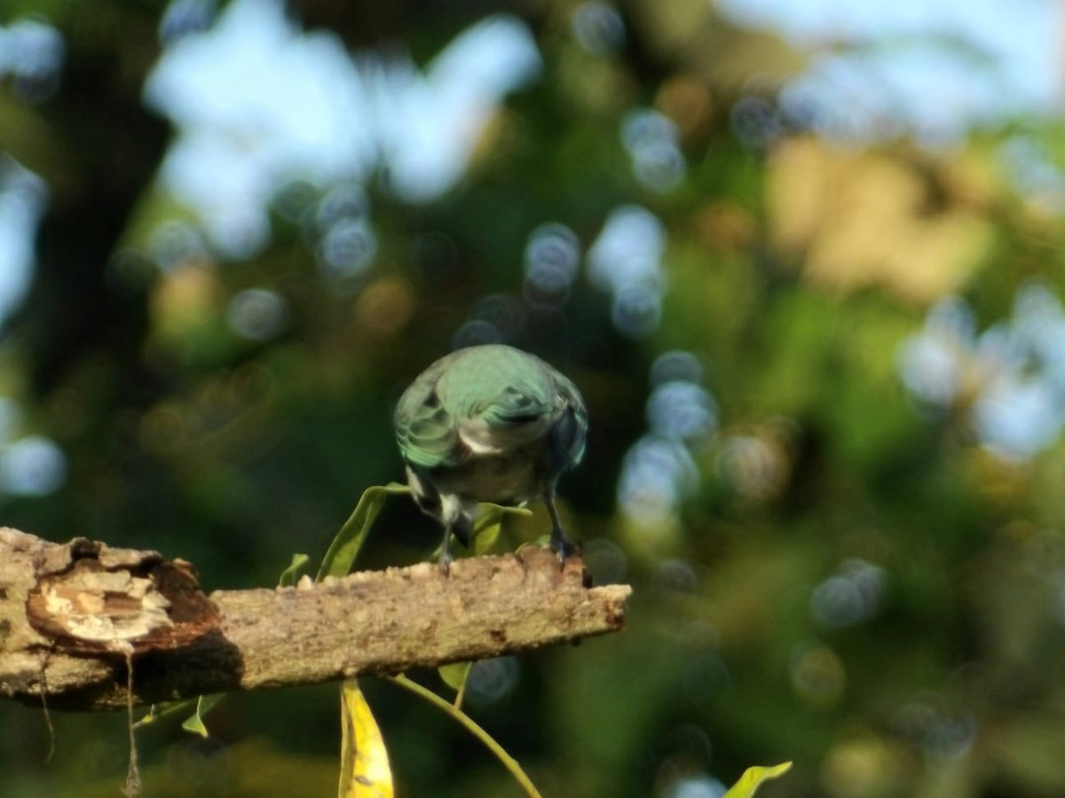 Blue-gray Tanager - ML647249524